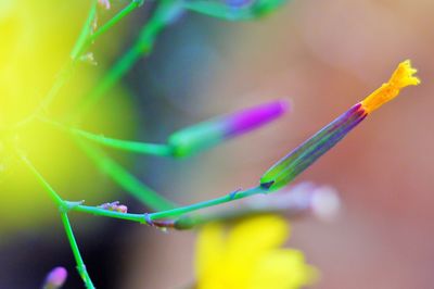 Close-up of dew on plant