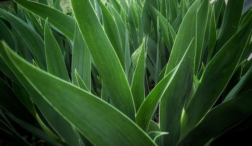 Close-up of crops growing on field