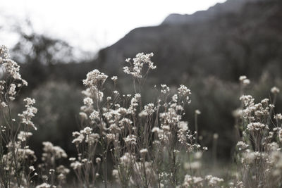 Close-up of fresh wildflowers