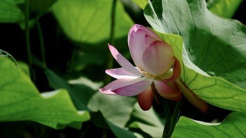 Close-up of lotus water lily