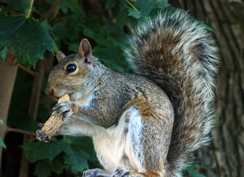 Close-up of squirrel sitting outdoors