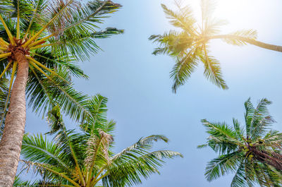 Low angle view of palm tree against clear sky