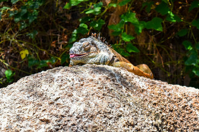 Close-up of lizard on rock