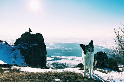 Border collie on snow covered landscape against sky