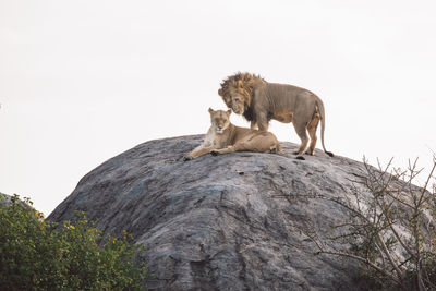 Lion and lioness on a rock