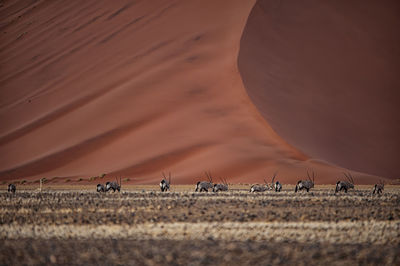 Scenic view of desert