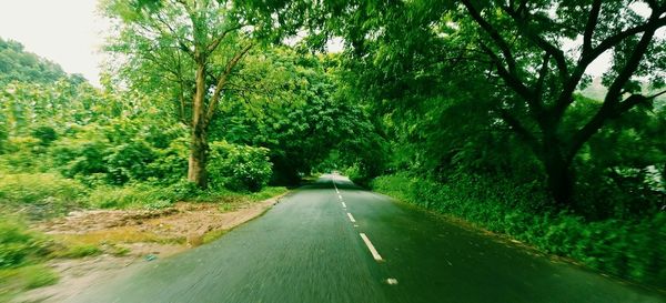 Road amidst trees