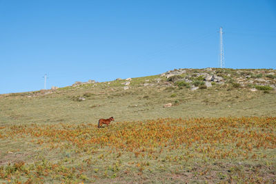 Garrano. wild horse in northern portugal. parque nacional da peneda-geres.