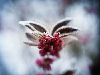 Close-up of flower against blurred background