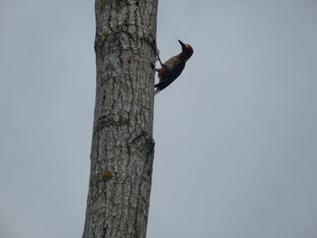 Low angle view of bird perching on tree