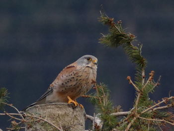 Close-up of bird perching on branch