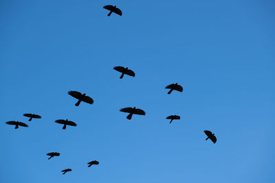 Low angle view of birds flying in the sky