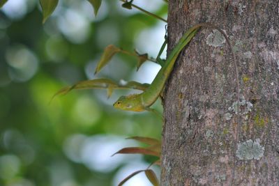 Close-up of leaves on tree trunk