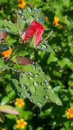 Close-up of red leaves