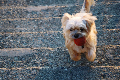Portrait of dog on footpath