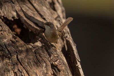 Close-up of bird perching on tree trunk