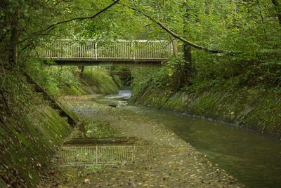 Bridge over canal amidst trees in forest