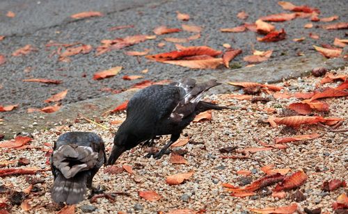 High angle view of bird on ground