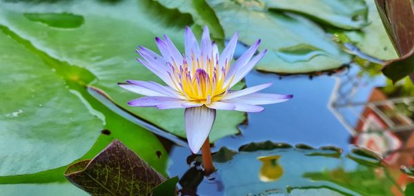Close-up of purple water lily in lake