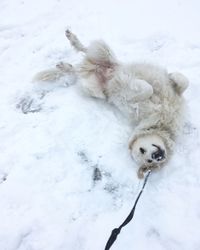 High angle view of dog on snow covered landscape