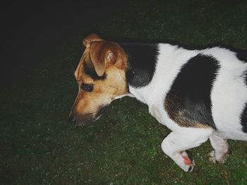 Dog standing on field