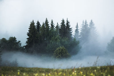 Trees on field against sky