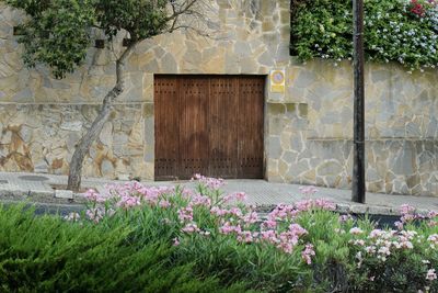 Flowering plants against wall and building