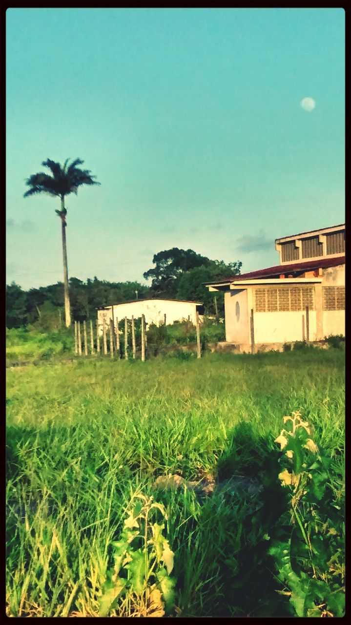 building exterior, built structure, architecture, transfer print, grass, auto post production filter, blue, clear sky, field, sky, plant, house, tree, growth, palm tree, copy space, green color, nature, landscape, tranquil scene