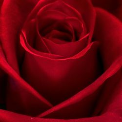 Close-up of red rose