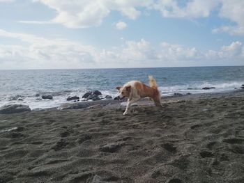 Dog on beach against sky