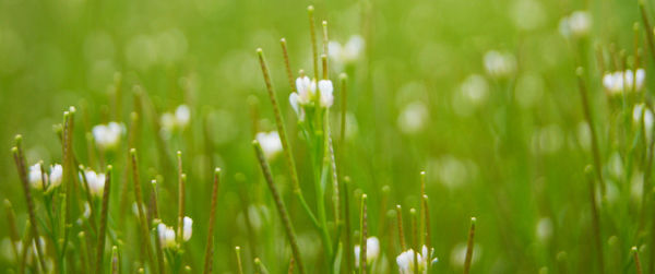 Close-up of flowers growing in field