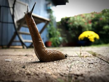 Close-up of lizard