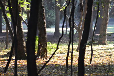 Trees in forest