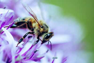 Close-up of bee on flower