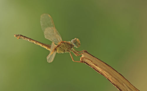 Close-up of insect on leaf