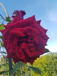 Close-up of red rose against sky