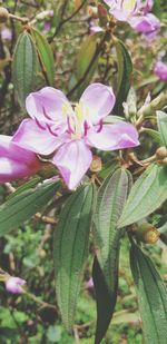 Close-up of pink flowering plant