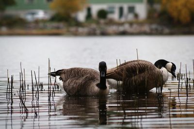 Close-up of canada geese swimming in lake