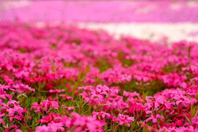 Pink flowers blooming outdoors