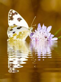 Close-up of butterfly on purple flower