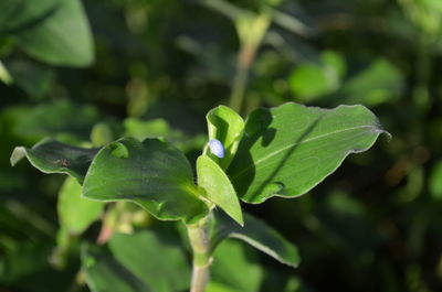 Close-up of green leaves