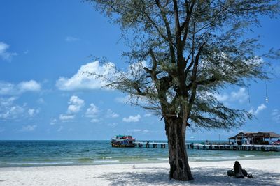 Tree at beach against sky