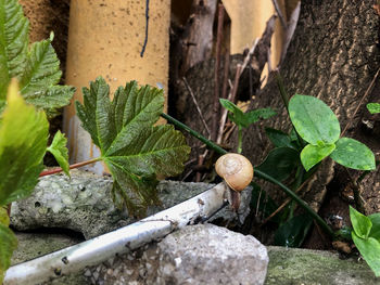 High angle view of leaves on tree trunk