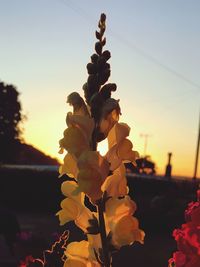 Close-up of flower tree against sky during sunset