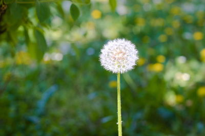 Close-up of dandelion flower