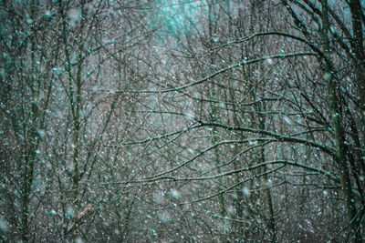 Low angle view of trees