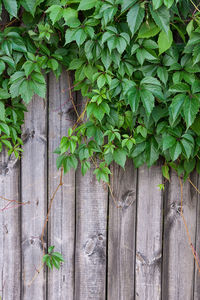 Close-up of ivy growing on fence against wall