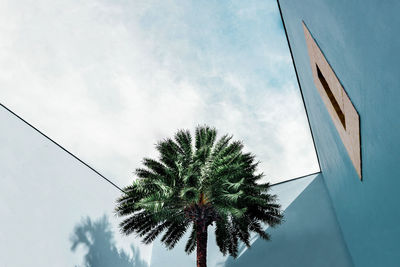 Low angle view of palm tree and house against sky