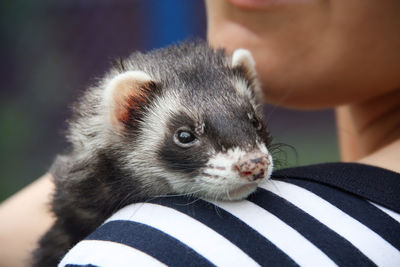 Close-up portrait of a domestic ferret resting on the shoulder of its owner. moscow, russia