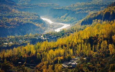 Scenic view of pine trees in forest